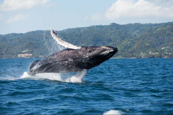 Observation de baleines + Cayo Levantado