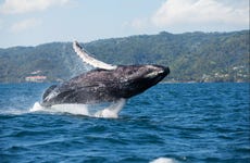 Avistamiento de ballenas + Cayo Levantado