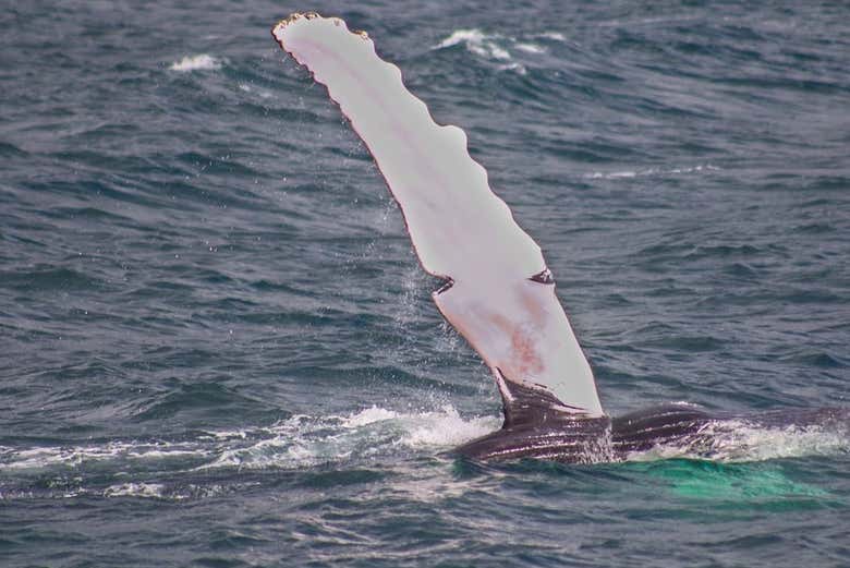 Detalle de una aleta de una de las ballenas que veremos