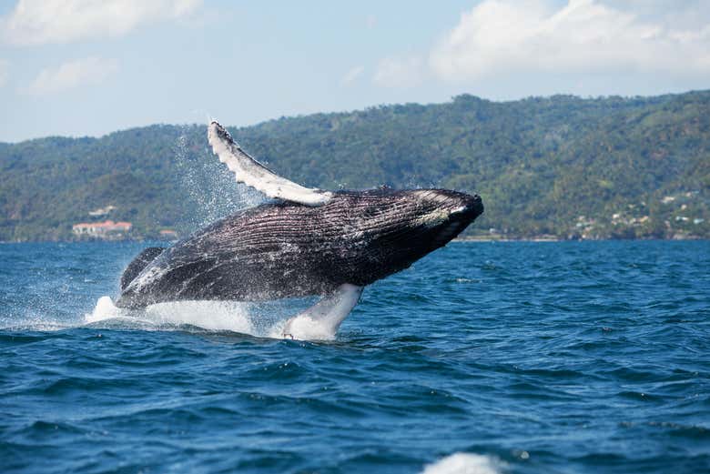 Ballena en la península de Samaná