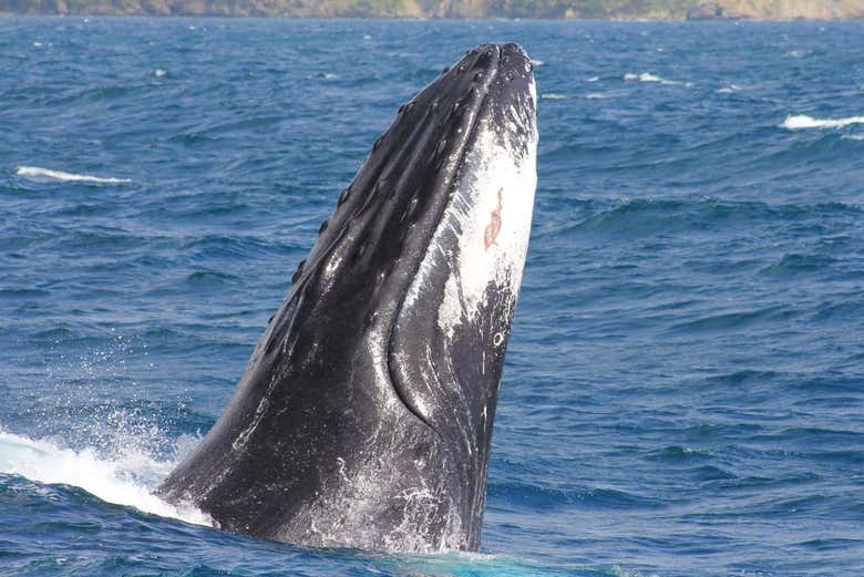 La ballena saliendo del agua