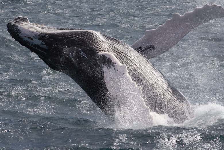 Ballenas en Samaná