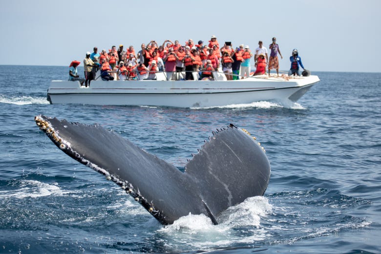 Viendo las ballenas en la bahía de Samaná