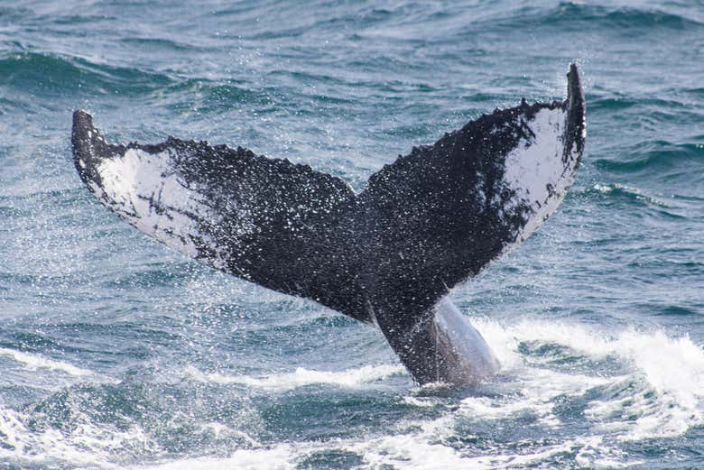 La cola de una ballena