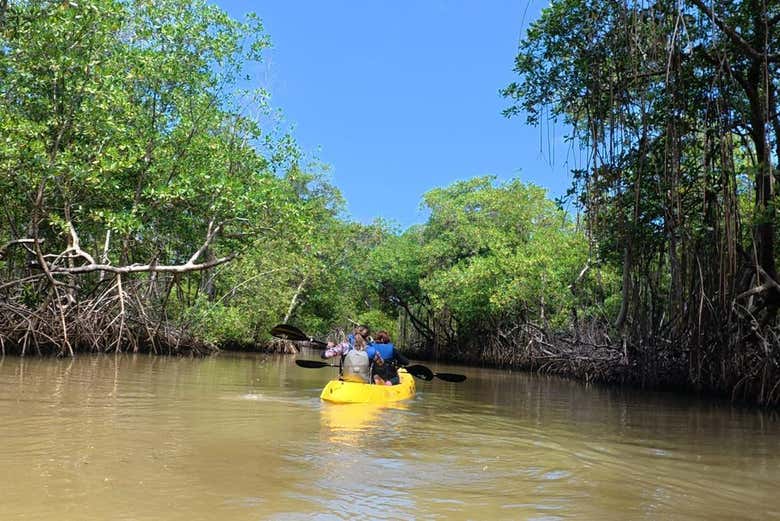 Esploreremo le foreste di mangrovie di Los Haitises in kayak