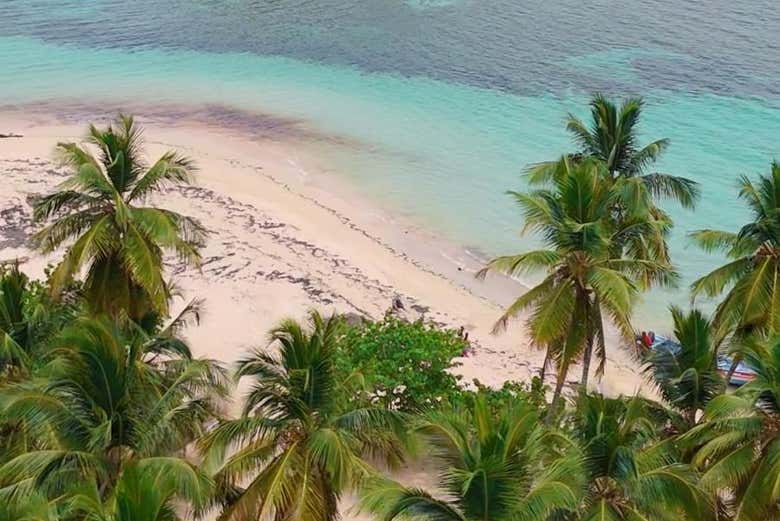 Palmeras junto a la playa