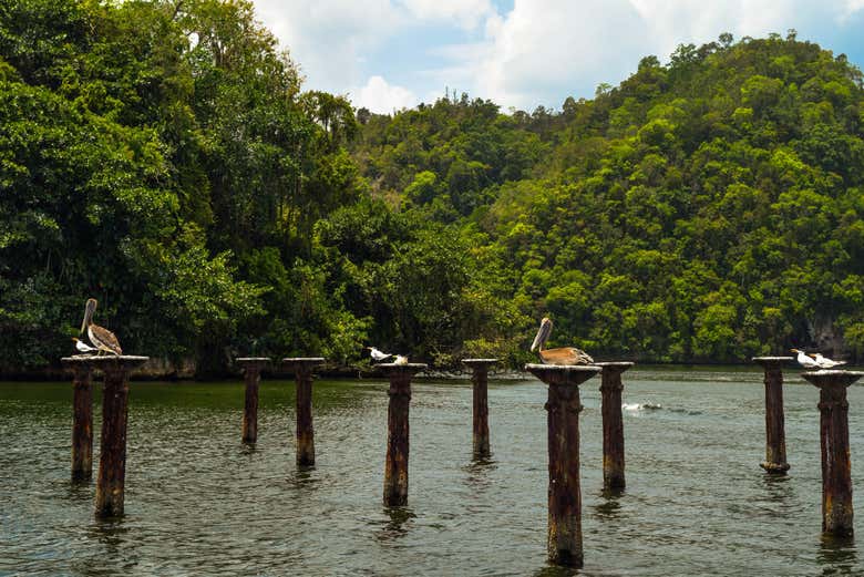 Pelícanos en el Parque Nacional Los Haitises