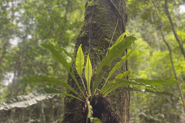 La natura incontaminata di Los Haitises