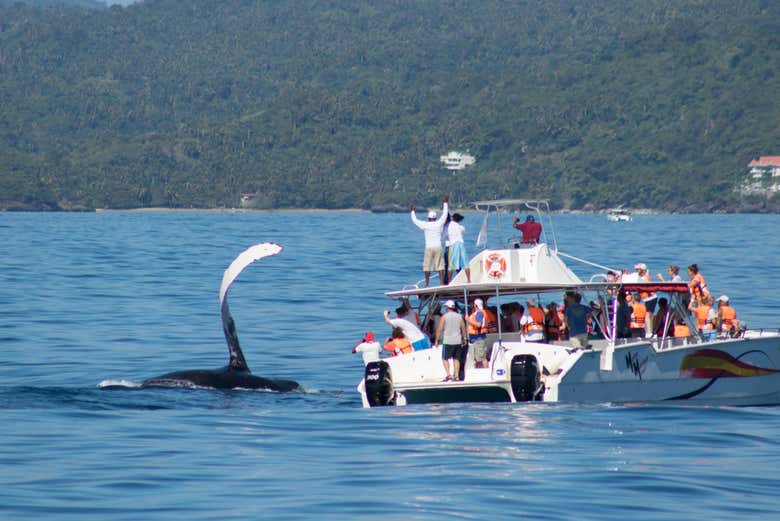 Viendo las ballenas en la bahía de Samaná