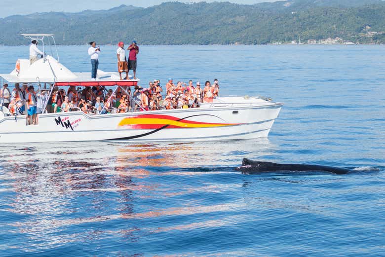 Veréis a las ballenas muy cerca