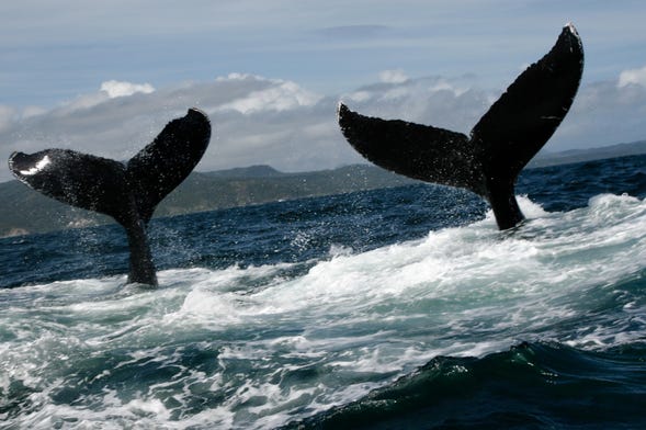 Tour privato di avvistamento di balene