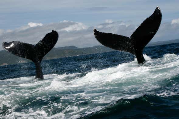 Tour privado de avistamiento de ballenas