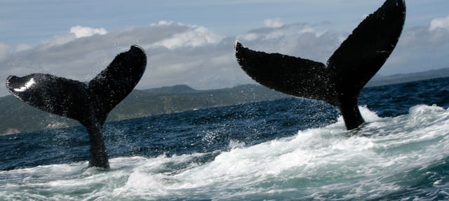 Excursion privée d'observation de baleines