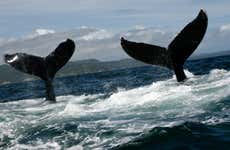 Tour privado de avistamiento de ballenas