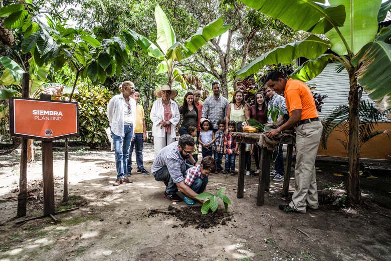 Piantando un albero di cacao