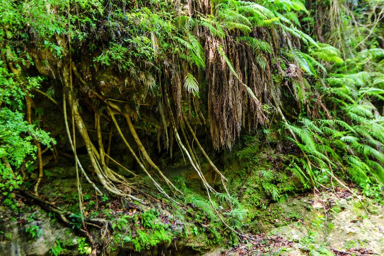 La frondosa naturaleza de Salto Alto