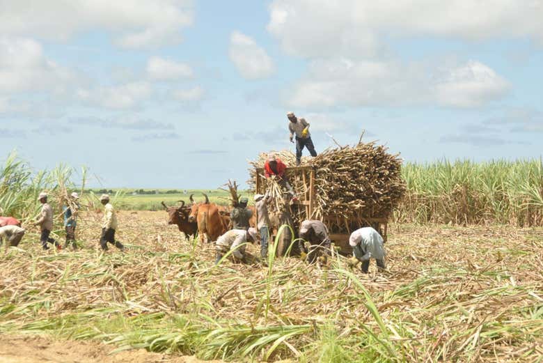 Veremos como se trabaja en los campos de caña