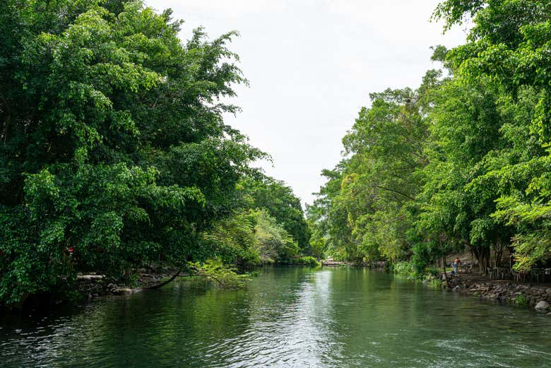 Densa vegetación en Los Cacaos