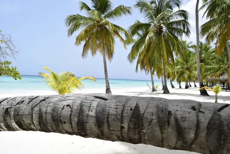 Paraíso tropical