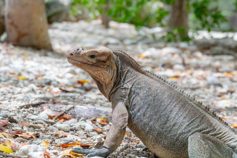 Avistando a una iguana