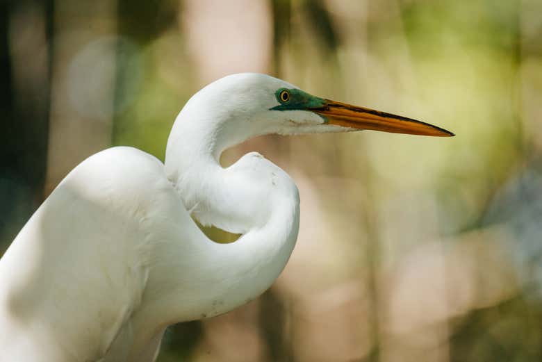 Vedrete la fauna endemica della zona