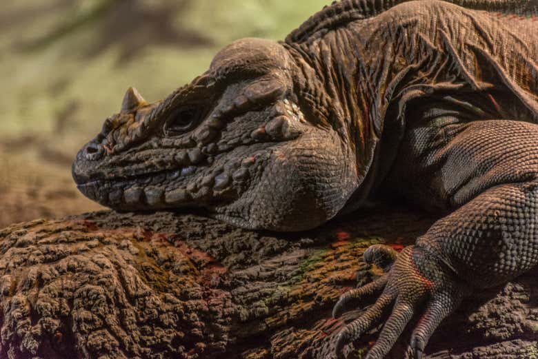 Conociendo a la fauna local