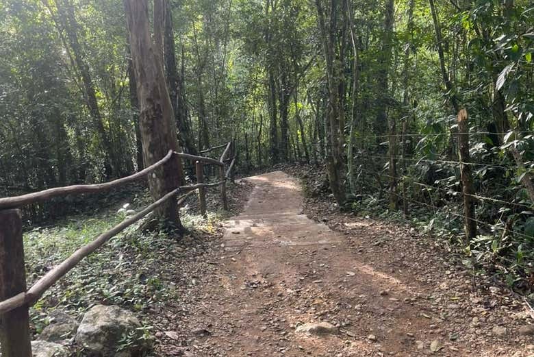 Los senderos para alcanzar las cascadas de Salto Alto