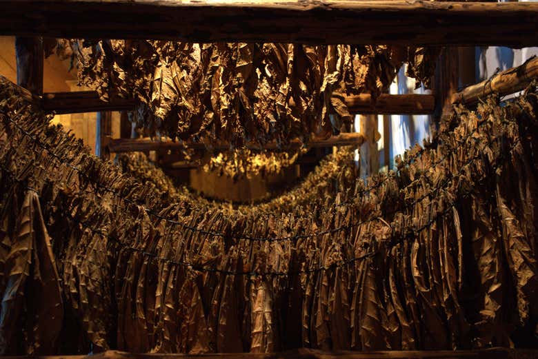 Tabacalera la Aurora