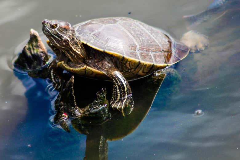 Mano Juan abrite une importante colonie de tortues