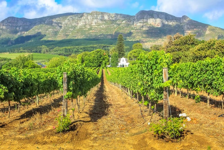 South African vineyards