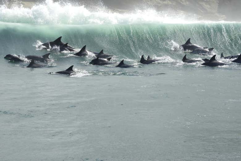 Dolphin Sighting Experience in Knysna - Book at Civitatis.com