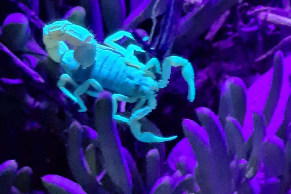 Oudtshoorn Night Nature Walk Book Online at