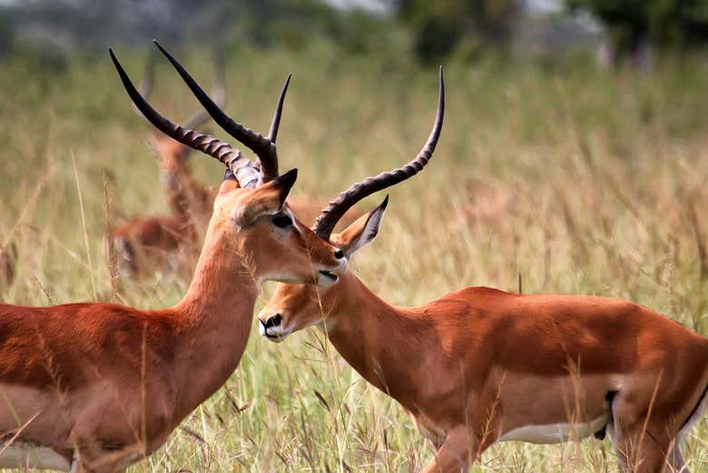 Les antilopes de la savane d'Akagera