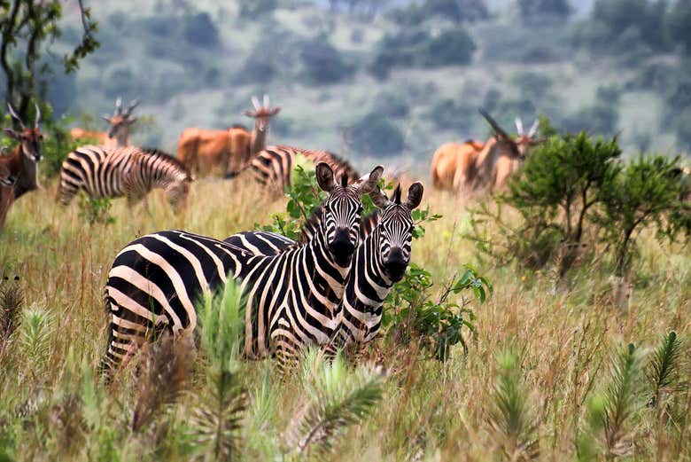 Les zèbres d'Akagera
