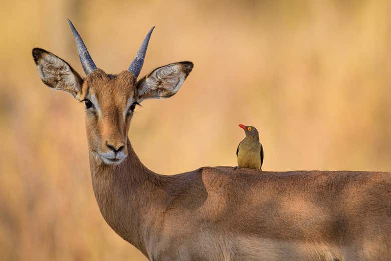 Impala africana em Akagera