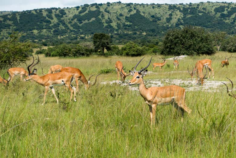 La savane d'Akagera