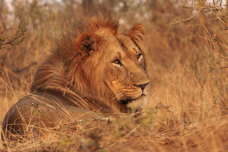 Un lion d'Akagera