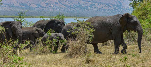 Safari privado por el Parque Nacional de Akagera y el lago Muhazi