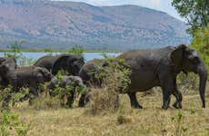 Safári privado pelo Parque Nacional de Akagera e o lago Muhazi
