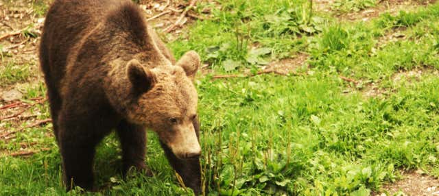 Avistamiento de osos en los Cárpatos rumanos