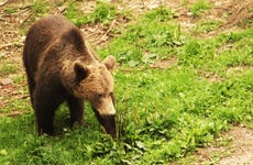 Avistamiento de osos en los Cárpatos rumanos