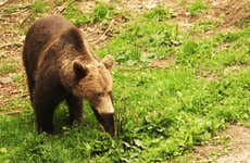 Bear Watching in the Romanian Carpathians