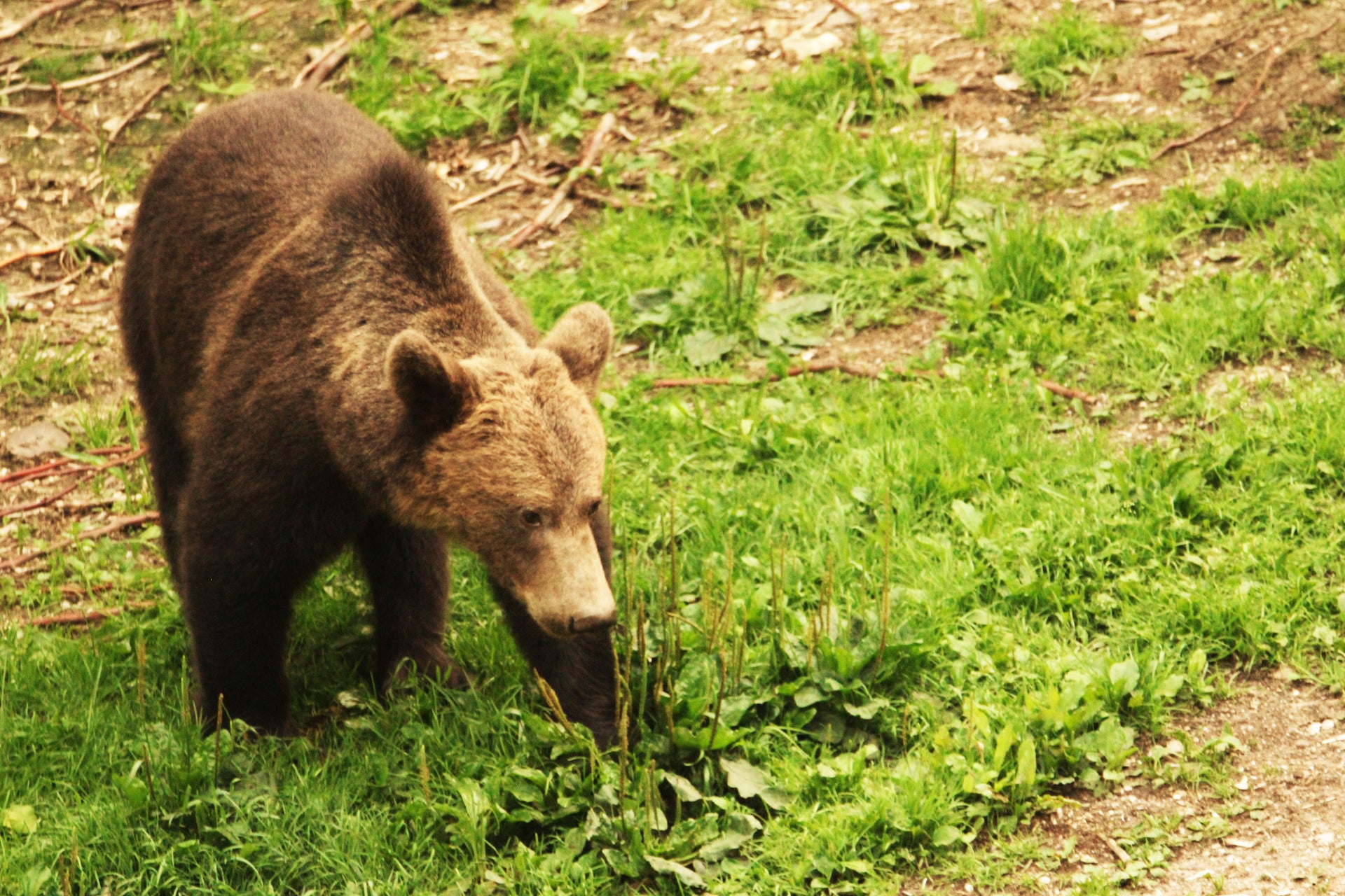 Avvistamento di orsi nei Carpazi rumeni