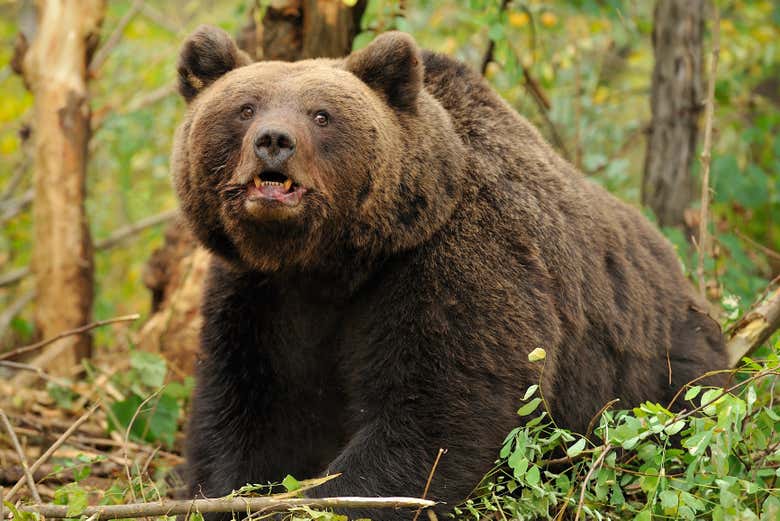 Un orso adulto