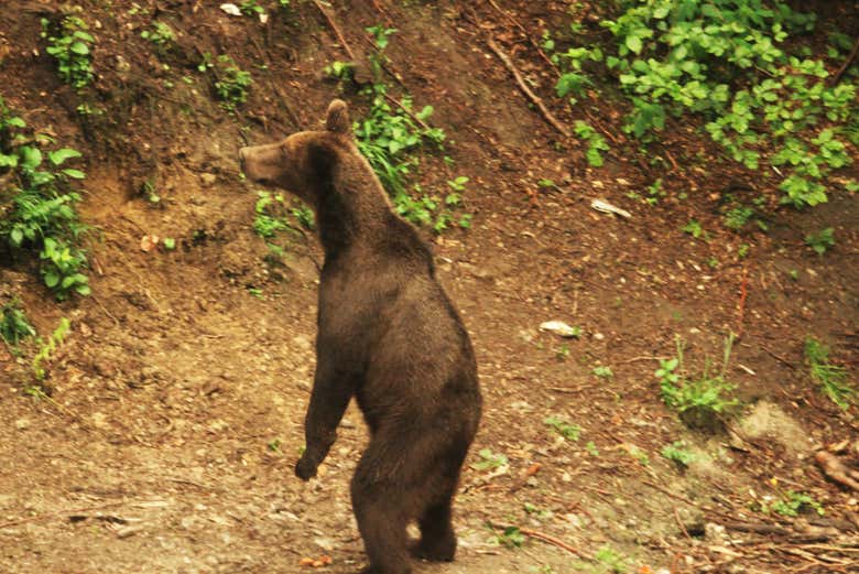 Un esemplare di orso bruno