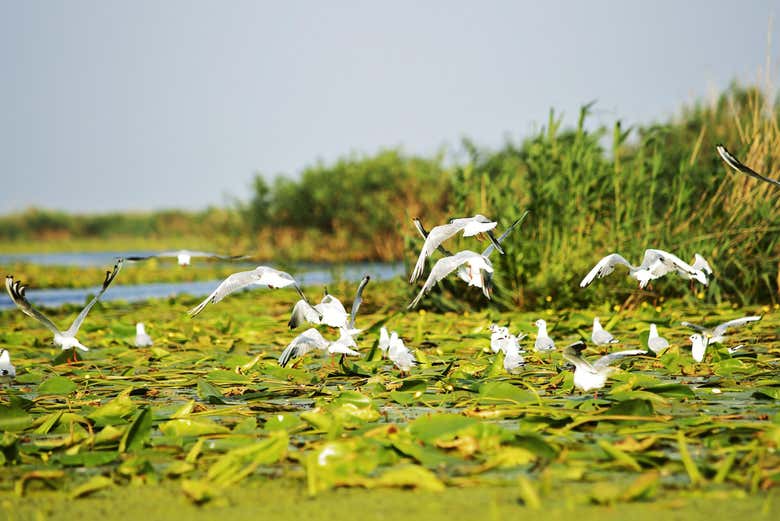 Admiraréis la biodiversidad de la zona