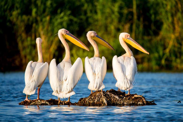 Pelicanos no Delta do Danúbio