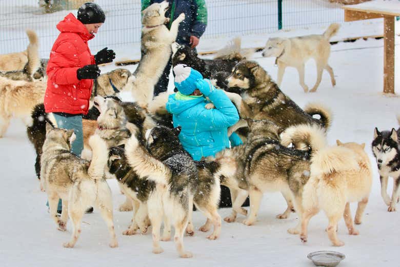 Journée en compagnie de huskies