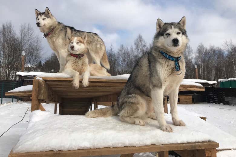 Les huskies