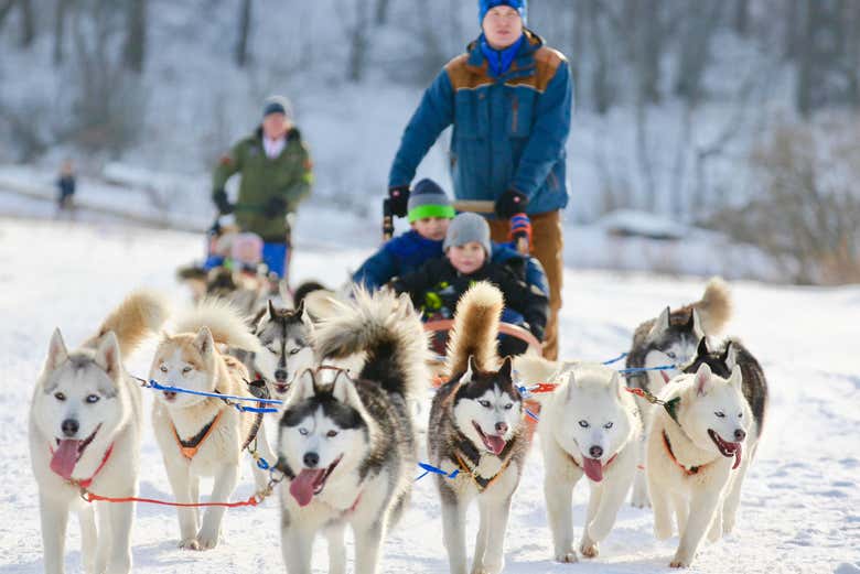 Conducción de trineo de perros husky